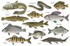 Freshwater Fishes